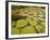 Giant Amazon Water Lily, Savannah Rupununi, Guyana-Pete Oxford-Framed Photographic Print