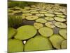 Giant Amazon Water Lily, Savannah Rupununi, Guyana-Pete Oxford-Mounted Photographic Print
