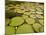 Giant Amazon Water Lily, Savannah Rupununi, Guyana-Pete Oxford-Mounted Photographic Print