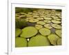 Giant Amazon Water Lily, Savannah Rupununi, Guyana-Pete Oxford-Framed Photographic Print