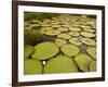 Giant Amazon Water Lily, Savannah Rupununi, Guyana-Pete Oxford-Framed Photographic Print