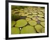 Giant Amazon Water Lily, Savannah Rupununi, Guyana-Pete Oxford-Framed Photographic Print