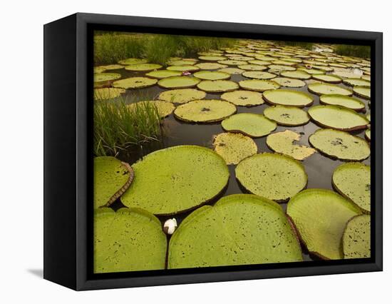 Giant Amazon Water Lily, Savannah Rupununi, Guyana-Pete Oxford-Framed Stretched Canvas