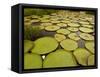 Giant Amazon Water Lily, Savannah Rupununi, Guyana-Pete Oxford-Framed Stretched Canvas