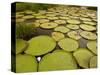 Giant Amazon Water Lily, Savannah Rupununi, Guyana-Pete Oxford-Stretched Canvas