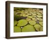 Giant Amazon Water Lily, Savannah Rupununi, Guyana-Pete Oxford-Framed Photographic Print