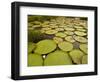 Giant Amazon Water Lily, Savannah Rupununi, Guyana-Pete Oxford-Framed Photographic Print