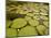 Giant Amazon Water Lily, Savannah Rupununi, Guyana-Pete Oxford-Mounted Photographic Print