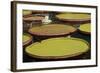 Giant Amazonian Water Lilies, Minneapolis, Minnesota-Adam Jones-Framed Photographic Print