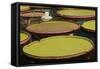 Giant Amazonian Water Lilies, Minneapolis, Minnesota-Adam Jones-Framed Stretched Canvas