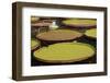 Giant Amazonian Water Lilies, Minneapolis, Minnesota-Adam Jones-Framed Photographic Print