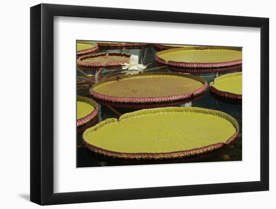 Giant Amazonian Water Lilies, Minneapolis, Minnesota-Adam Jones-Framed Photographic Print