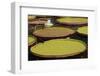 Giant Amazonian Water Lilies, Minneapolis, Minnesota-Adam Jones-Framed Photographic Print