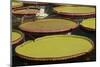 Giant Amazonian Water Lilies, Minneapolis, Minnesota-Adam Jones-Mounted Photographic Print