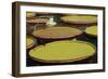 Giant Amazonian Water Lilies, Minneapolis, Minnesota-Adam Jones-Framed Photographic Print