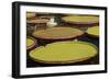 Giant Amazonian Water Lilies, Minneapolis, Minnesota-Adam Jones-Framed Photographic Print