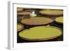 Giant Amazonian Water Lilies, Minneapolis, Minnesota-Adam Jones-Framed Photographic Print