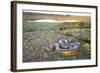 Giant Anaconda (Eunectes Murinus) Hato El Cedral, Llanos, Venezuela-Christophe Courteau-Framed Photographic Print