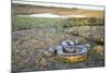 Giant Anaconda (Eunectes Murinus) Hato El Cedral, Llanos, Venezuela-Christophe Courteau-Mounted Photographic Print