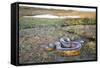 Giant Anaconda (Eunectes Murinus) Hato El Cedral, Llanos, Venezuela-Christophe Courteau-Framed Stretched Canvas