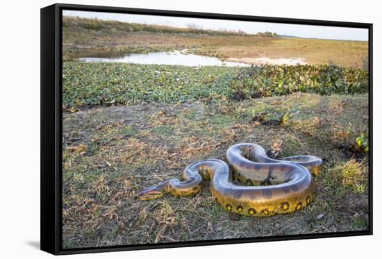 Giant Anaconda (Eunectes Murinus) Hato El Cedral, Llanos, Venezuela-Christophe Courteau-Framed Stretched Canvas