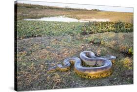 Giant Anaconda (Eunectes Murinus) Hato El Cedral, Llanos, Venezuela-Christophe Courteau-Stretched Canvas