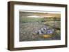 Giant Anaconda (Eunectes Murinus) Hato El Cedral, Llanos, Venezuela-Christophe Courteau-Framed Photographic Print