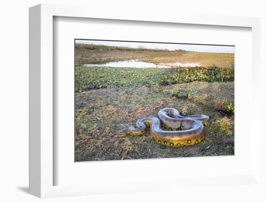 Giant Anaconda (Eunectes Murinus) Hato El Cedral, Llanos, Venezuela-Christophe Courteau-Framed Photographic Print