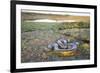 Giant Anaconda (Eunectes Murinus) Hato El Cedral, Llanos, Venezuela-Christophe Courteau-Framed Photographic Print