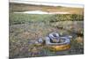 Giant Anaconda (Eunectes Murinus) Hato El Cedral, Llanos, Venezuela-Christophe Courteau-Mounted Photographic Print