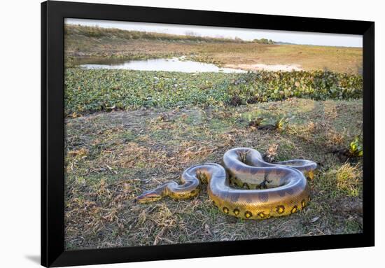 Giant Anaconda (Eunectes Murinus) Hato El Cedral, Llanos, Venezuela-Christophe Courteau-Framed Photographic Print