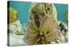 Giant Anemone, Lighthouse Reef, Atoll, Belize-Pete Oxford-Stretched Canvas
