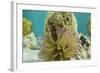 Giant Anemone, Lighthouse Reef, Atoll, Belize-Pete Oxford-Framed Photographic Print