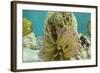 Giant Anemone, Lighthouse Reef, Atoll, Belize-Pete Oxford-Framed Photographic Print