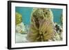 Giant Anemone, Lighthouse Reef, Atoll, Belize-Pete Oxford-Framed Photographic Print