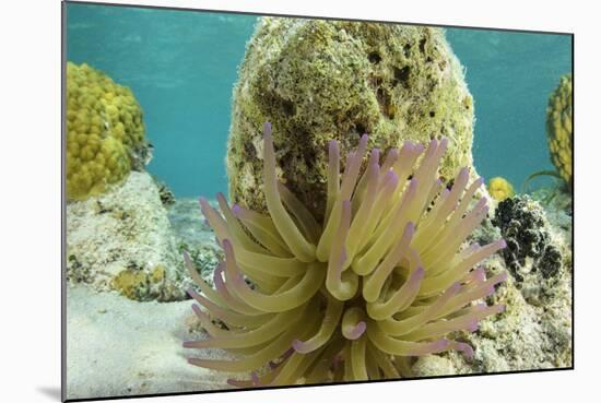 Giant Anemone, Lighthouse Reef, Atoll, Belize-Pete Oxford-Mounted Photographic Print