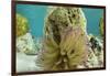 Giant Anemone, Lighthouse Reef, Atoll, Belize-Pete Oxford-Framed Photographic Print