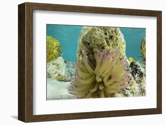 Giant Anemone, Lighthouse Reef, Atoll, Belize-Pete Oxford-Framed Photographic Print