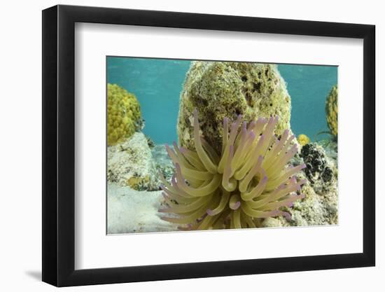 Giant Anemone, Lighthouse Reef, Atoll, Belize-Pete Oxford-Framed Photographic Print