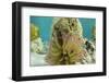 Giant Anemone, Lighthouse Reef, Atoll, Belize-Pete Oxford-Framed Photographic Print