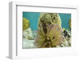 Giant Anemone, Lighthouse Reef, Atoll, Belize-Pete Oxford-Framed Photographic Print