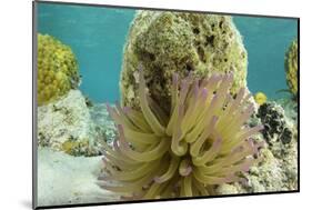 Giant Anemone, Lighthouse Reef, Atoll, Belize-Pete Oxford-Mounted Photographic Print