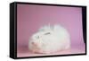 Giant Angora-Lynn M^ Stone-Framed Stretched Canvas