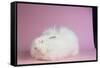 Giant Angora-Lynn M^ Stone-Framed Stretched Canvas