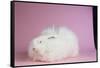 Giant Angora-Lynn M^ Stone-Framed Stretched Canvas