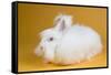 Giant Angora-Lynn M^ Stone-Framed Stretched Canvas