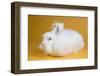 Giant Angora-Lynn M^ Stone-Framed Photographic Print