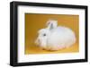 Giant Angora-Lynn M^ Stone-Framed Photographic Print