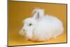 Giant Angora-Lynn M^ Stone-Mounted Photographic Print