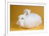 Giant Angora-Lynn M^ Stone-Framed Photographic Print